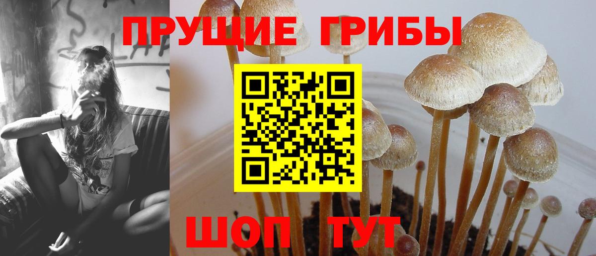 Псилоцибиновые грибы GOLDEN TEACHER  Вход с VPN  Волоколамск  Псилоцибиновые грибы прущие грибы 